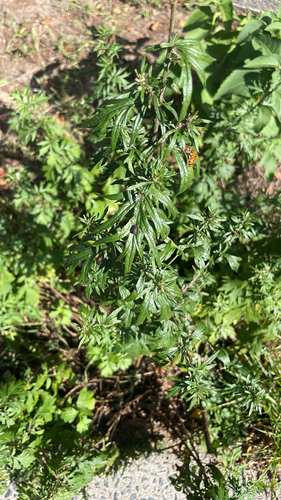 common mugwort