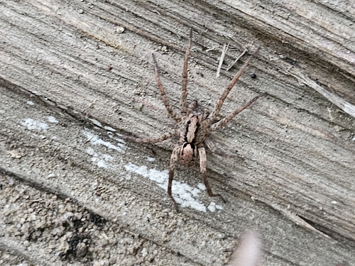 Drumming Sword Wolf Spider