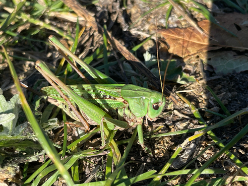 Wart-biter