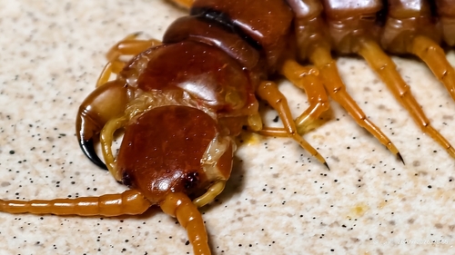 Vietnamese Centipede