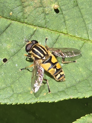 Sun Fly