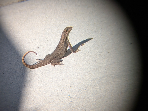 Northern Curly-tailed Lizard