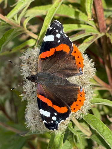 Red Admiral