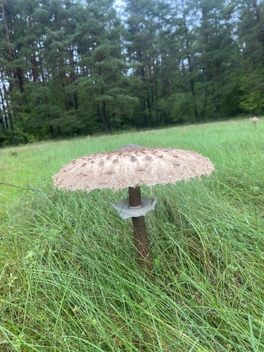 Parasol