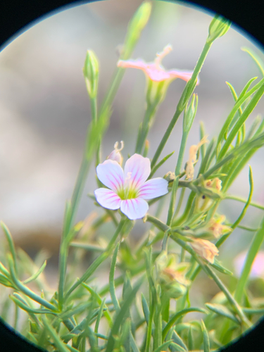 Tunicflower