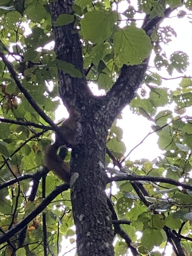 Eurasian Red Squirrel