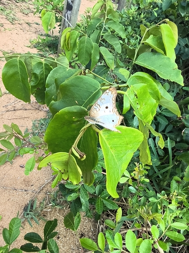 White Peacock