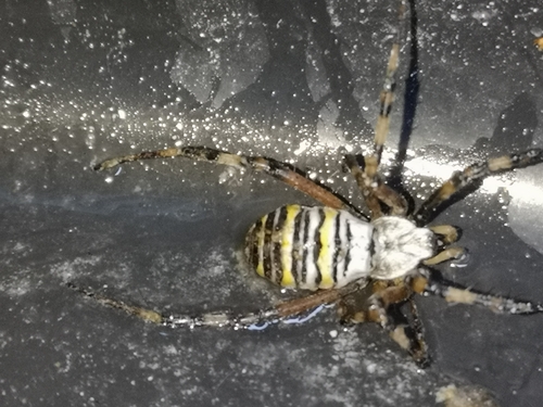 Wasp Spider