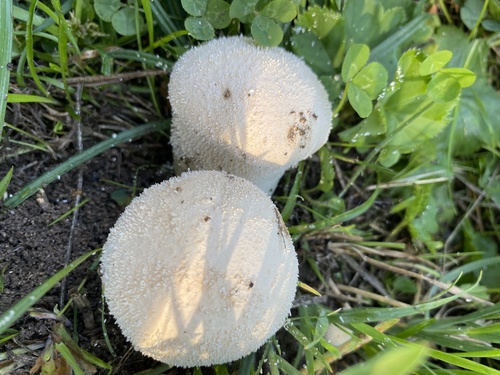 Meadow Puffball