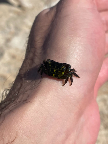 Mottled Shore Crab