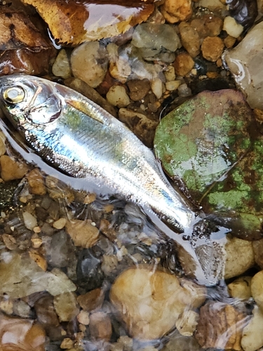 Threadfin Shad