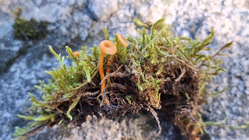 Orange Moss Navel