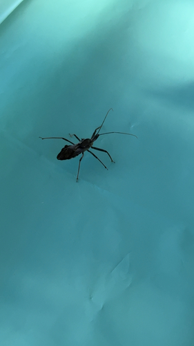 North American Wheel Bug