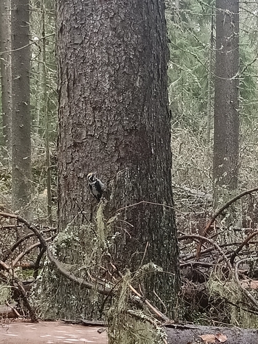 Eurasian Three-toed Woodpecker