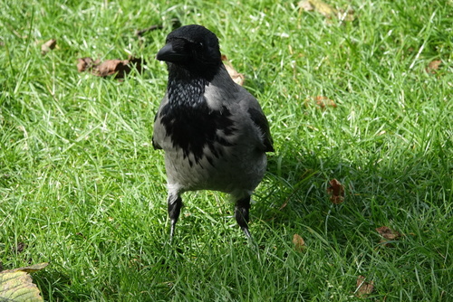 Hooded Crow