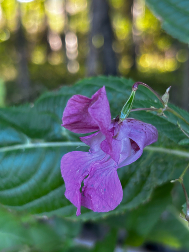 Himalayan balsam