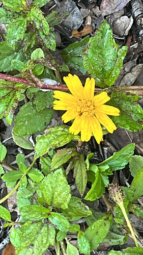 Trailing Daisy
