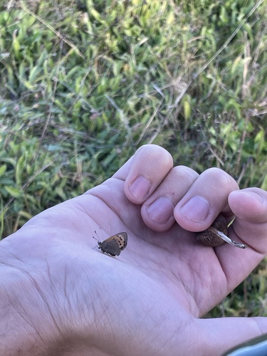 Small Copper