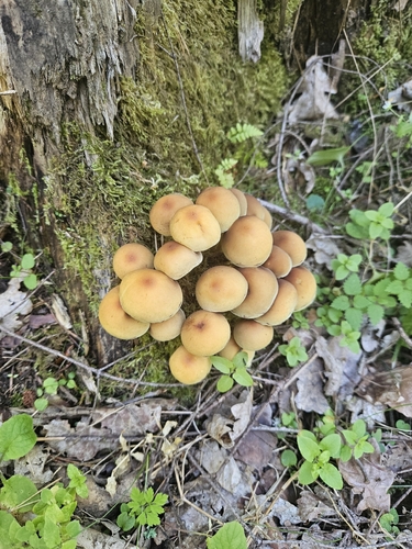 Sulphur Tuft