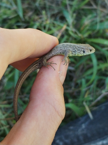 Sand Lizard
