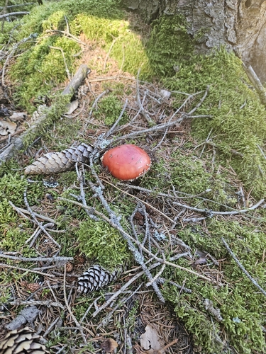 Fly Agaric