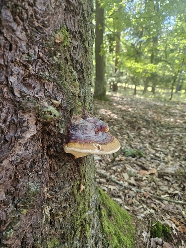 Red-banded Polypore