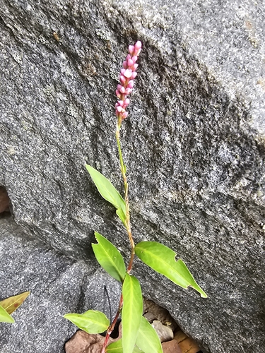 low smartweed
