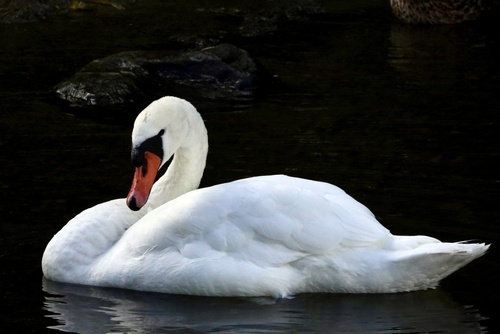 Mute Swan