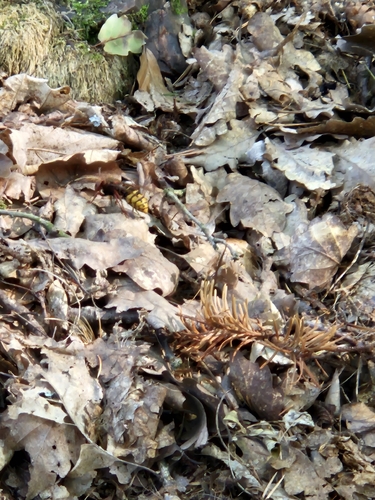 European Hornet