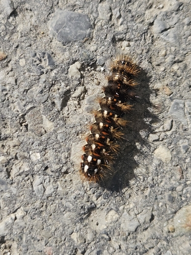Knot Grass Moth