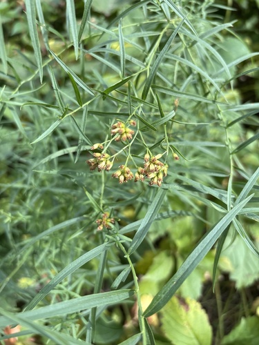 flat-topped goldenrod