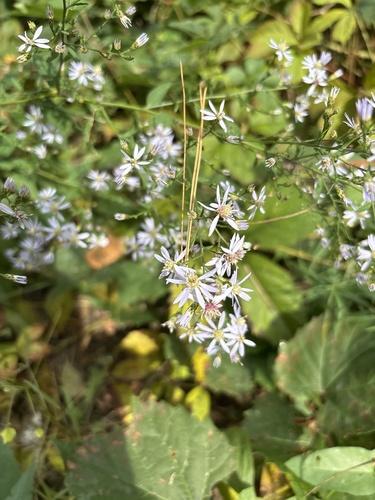 Common Blue Wood Aster