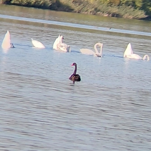 Black Swan