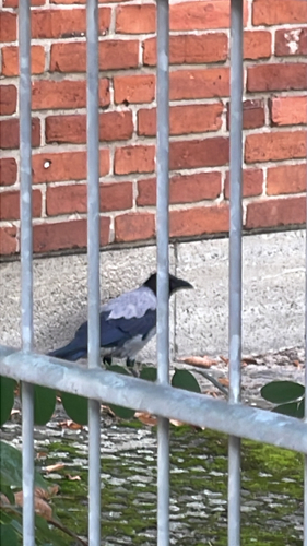Hooded Crow
