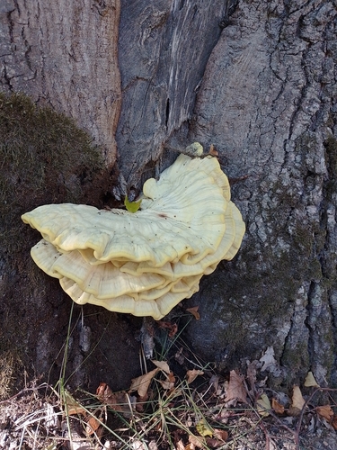 chicken of the woods