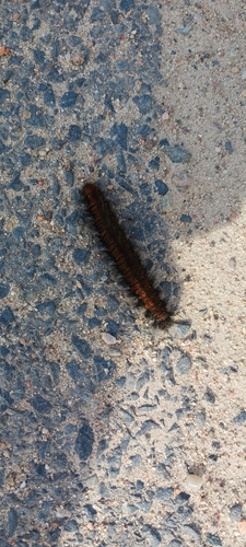 Fox Moth