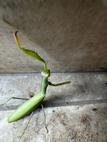 European Mantis