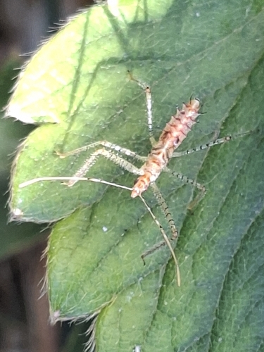Leafhopper Assassin Bug