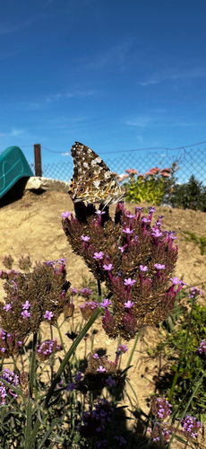 Painted Lady