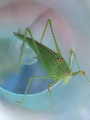 Mediterranean Katydid
