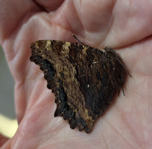 Large Tortoiseshell