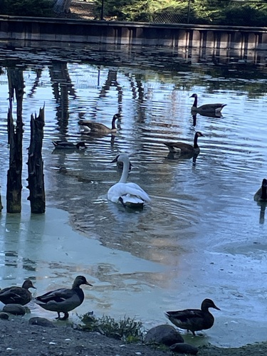 Trumpeter Swan