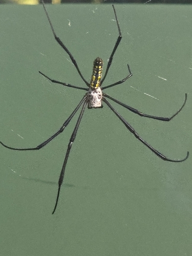 Joro Spider