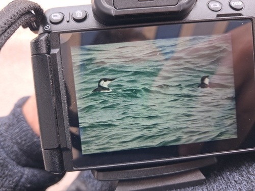 Common Murre