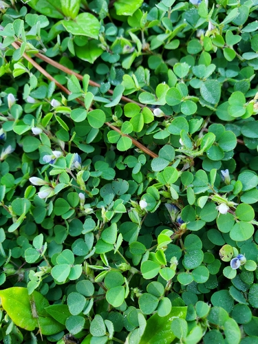 creeping tick trefoil