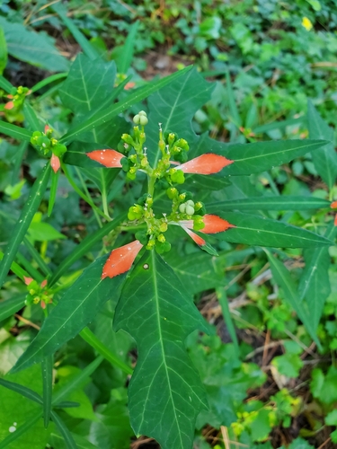 wild poinsettia