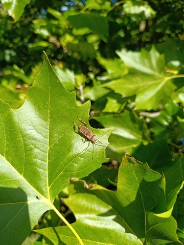Western Conifer Seed Bug