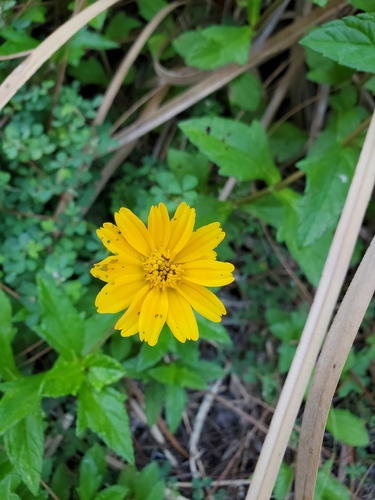 Trailing Daisy