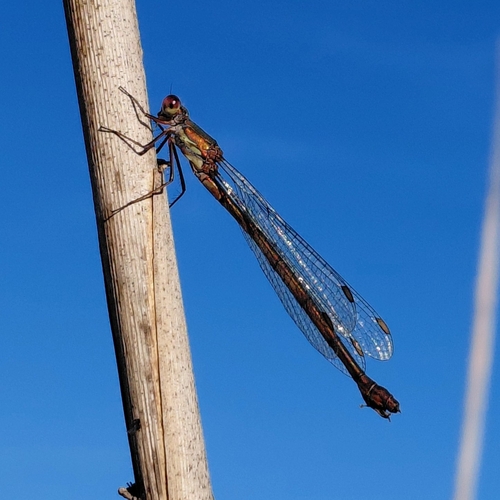 Western Willow Spreadwing
