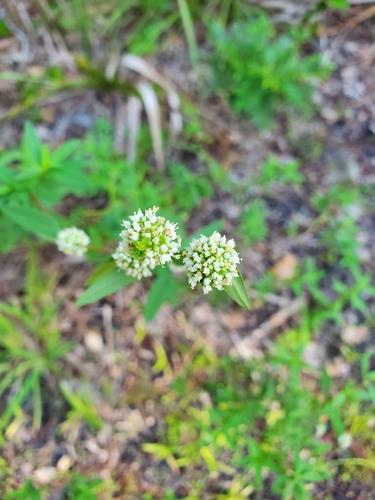 shrubby false buttonweed